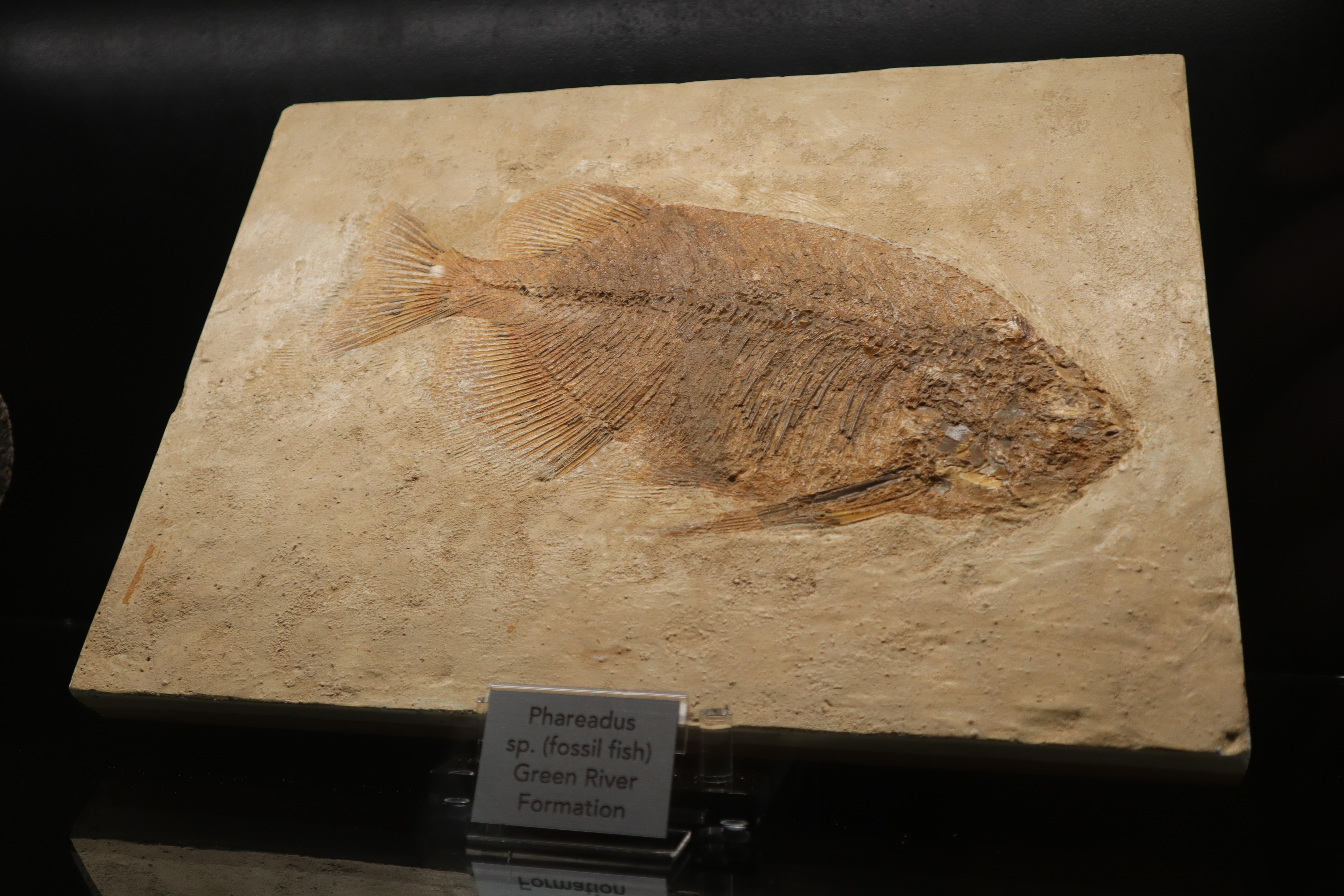 A fossil on display