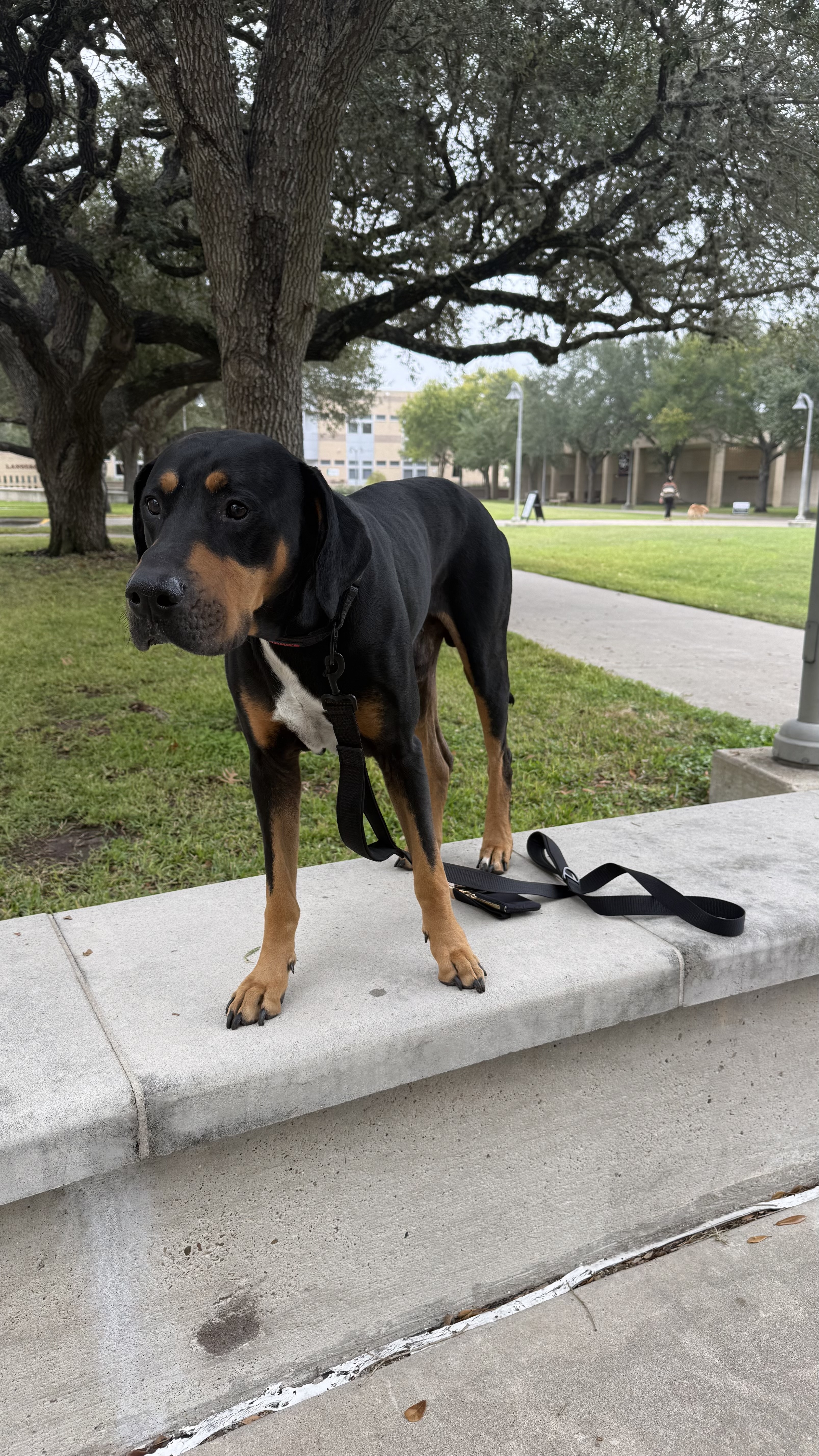 A black and brown dog stands outside on a ledge near the VC quad